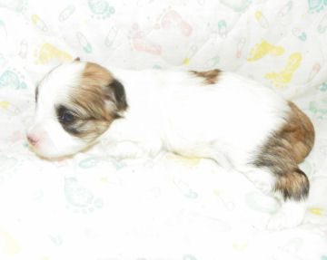 click on me to see me grow!