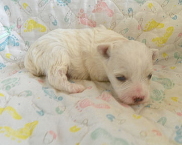 click on me to see me grow